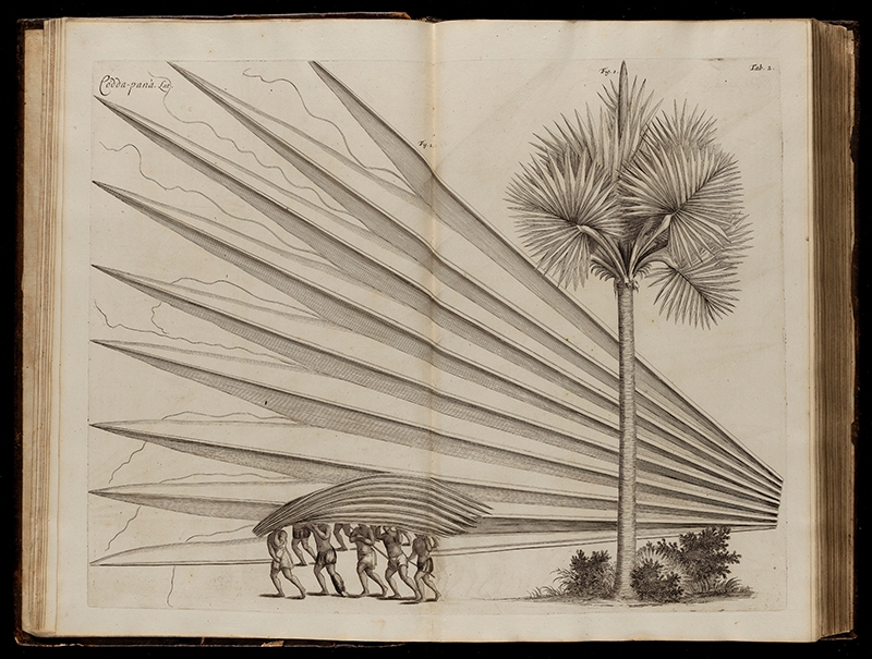 A page from Hortus Indicus Malabaracus showing a line of men carry a large palm leaves above their heads, next to a tall palm tree.