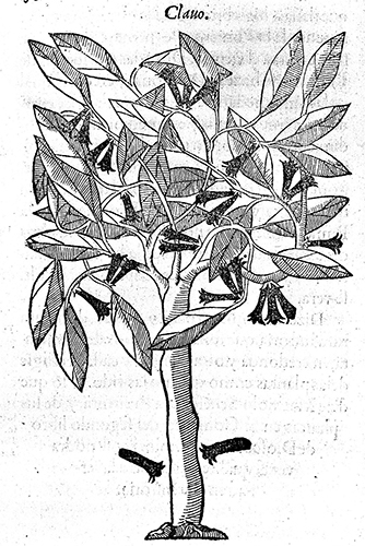 Woodblock print of a clove tree, 1578