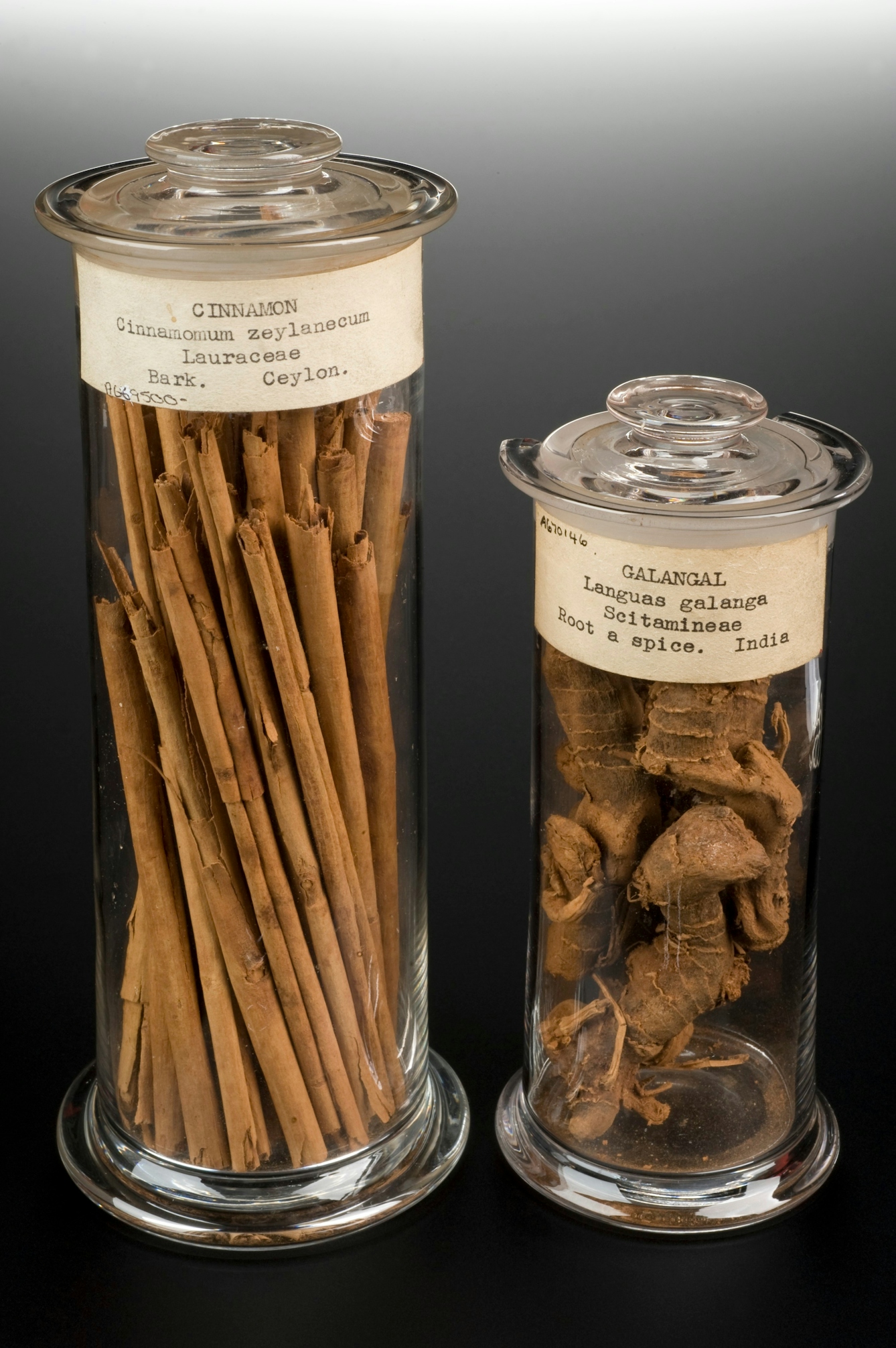 Sample of cinnamon bark, Sri Lanka, 1901-1940 in two jars