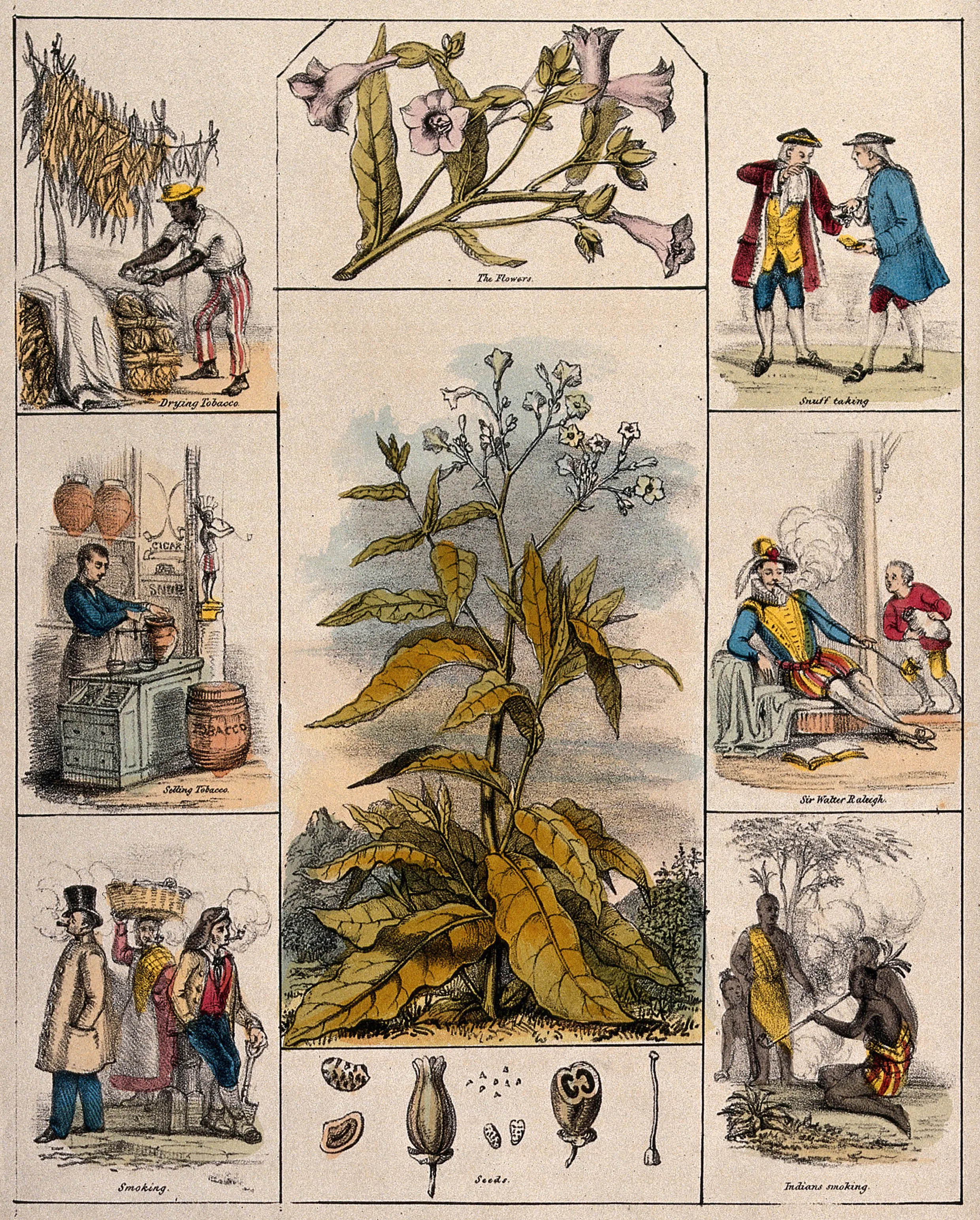 tobacco medicinal benefits A medical history of smoking, from cure to killer