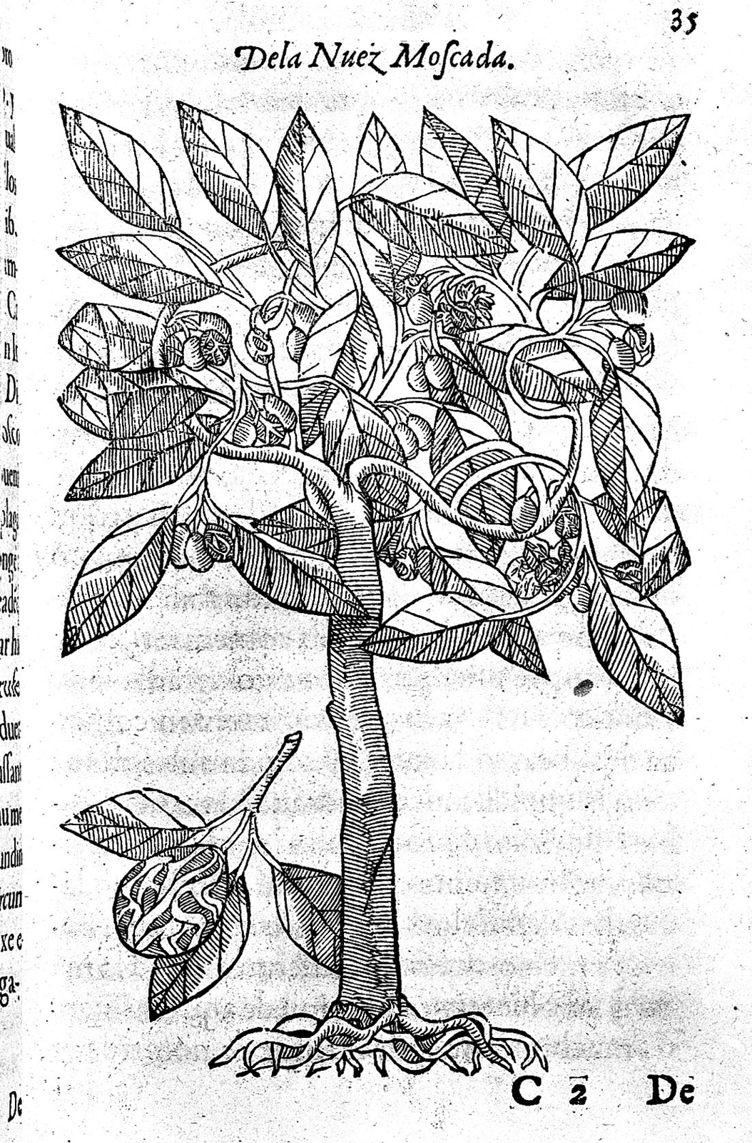 Photograph of a single page from a book showing a page-size, black and white engraving of a plant.