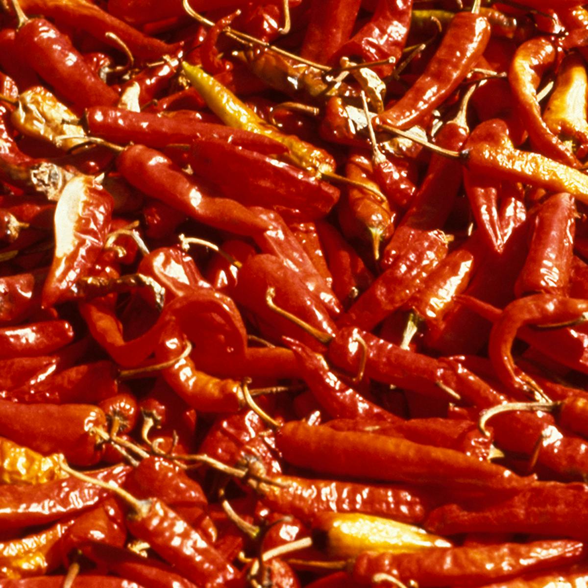 Spicy red chilllies drying in the sun