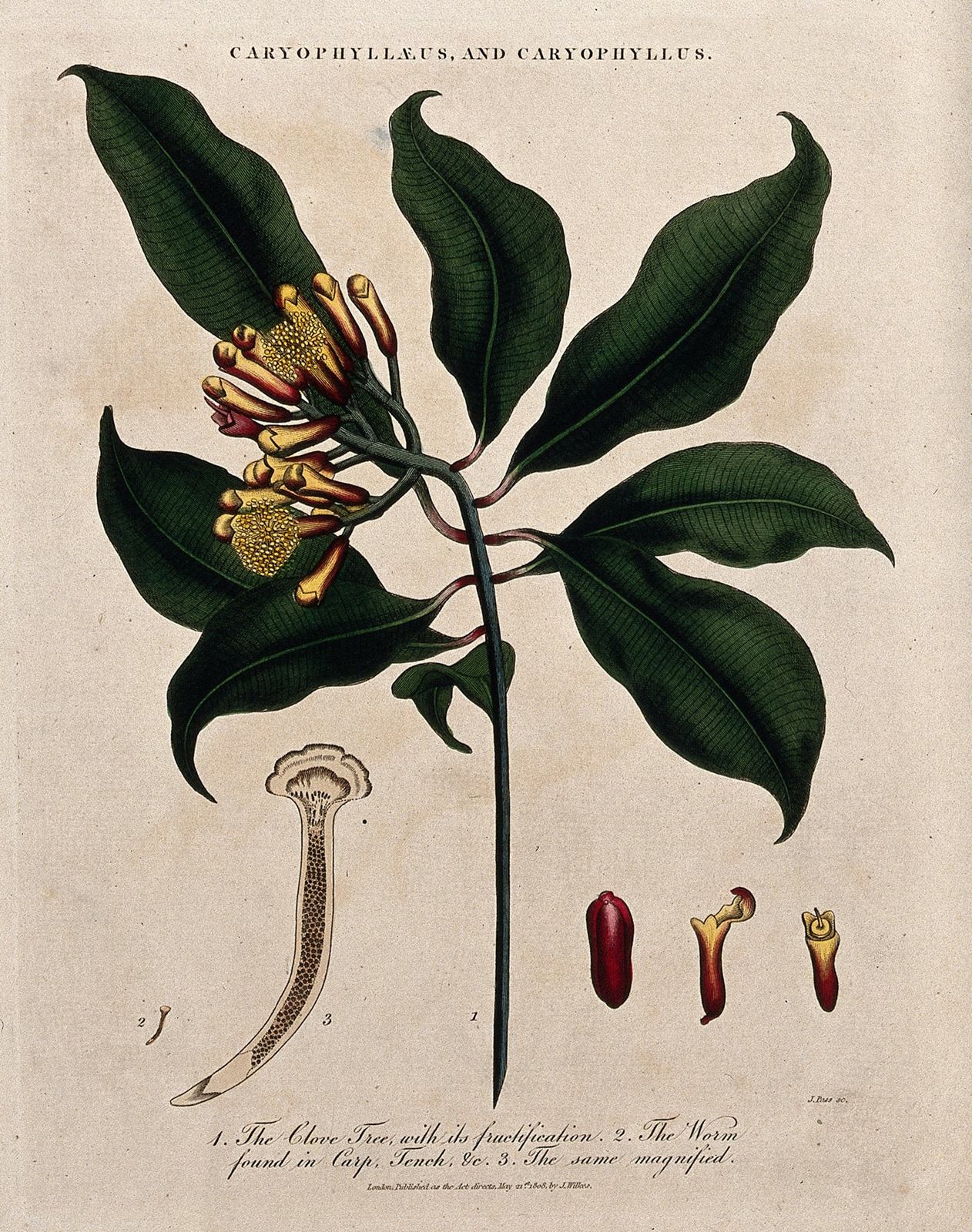 Colour drawing of a flowering and fruiting branch of a clove tree, the flowers and fruits are reddish brown and yellow. There is an illustration of a worm, both to size and zoomed in, in the bottom left hand corner. 