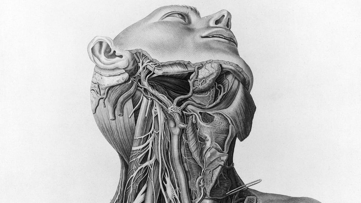 Black-and-white drawing of a neck and torso with internal organs exposed