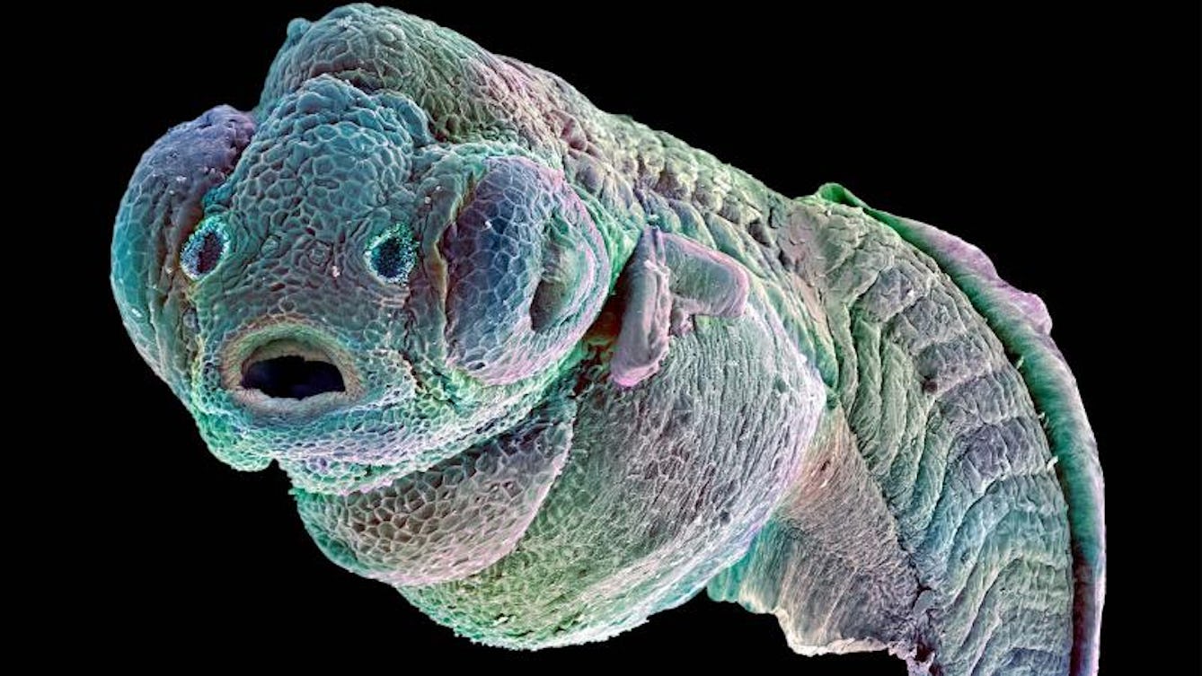 Micro-imagery of a zebrafish