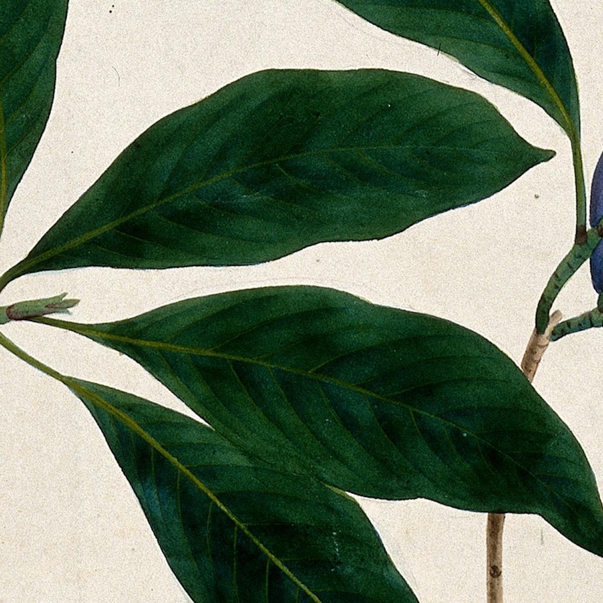 Watercolour painting showing a clove branch with large elliptical green leaves and dark purple buds.