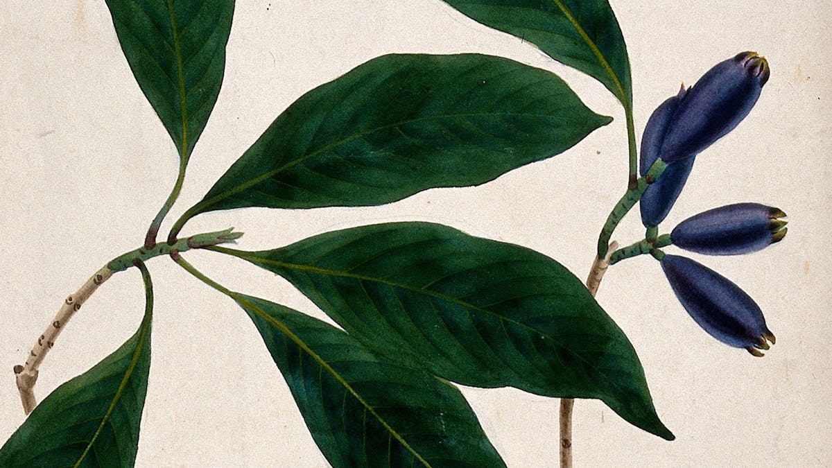 Watercolour painting showing a clove branch with large elliptical green leaves and dark purple buds.