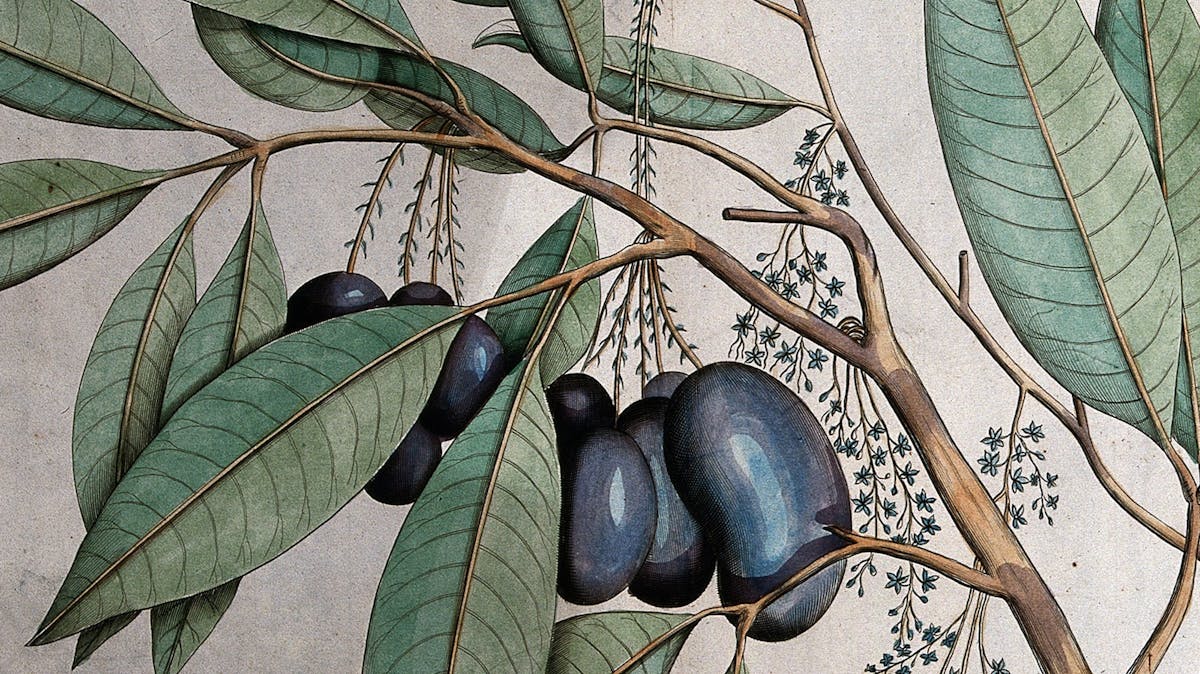 Close up of a colour engraving showing mango fruit growing on a mango tree.