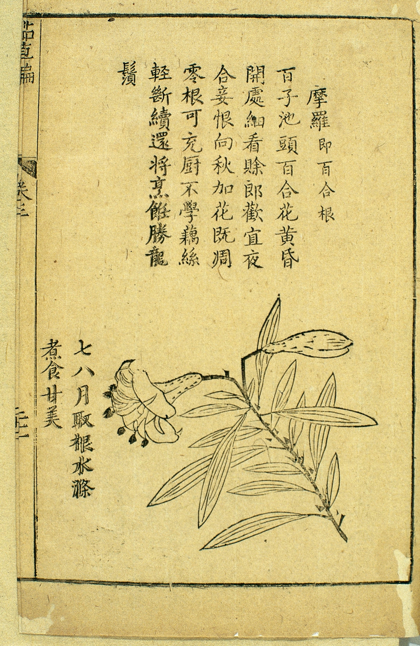 Woodcut and explanatory verse depicting moluo (lily root). A translation of the verse reads: By Hundred Seeds Lake a hundred lilies bloom/ When the flowers open at dusk, they are well worth a closer look/ The young man looks forward to a night-time tryst, but the lady is reluctant/ When autumn comes the last flowers will all have withered away. [which is followed by] The root can be used in cooking/ It is not as fibrous as lotus root/ whose filaments remain intact when it is broken up/ When well cooked it is better than dragon's whiskers (longxu).