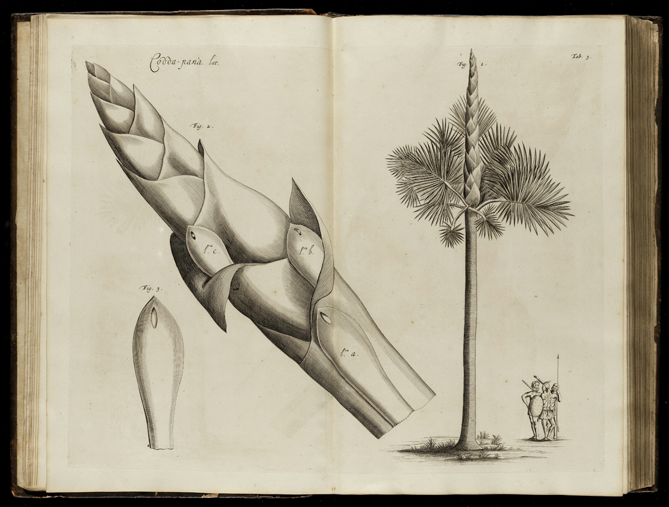 A photograph of a book opened onto a black and white engraving of a plant, which fills the entire double-page spread.