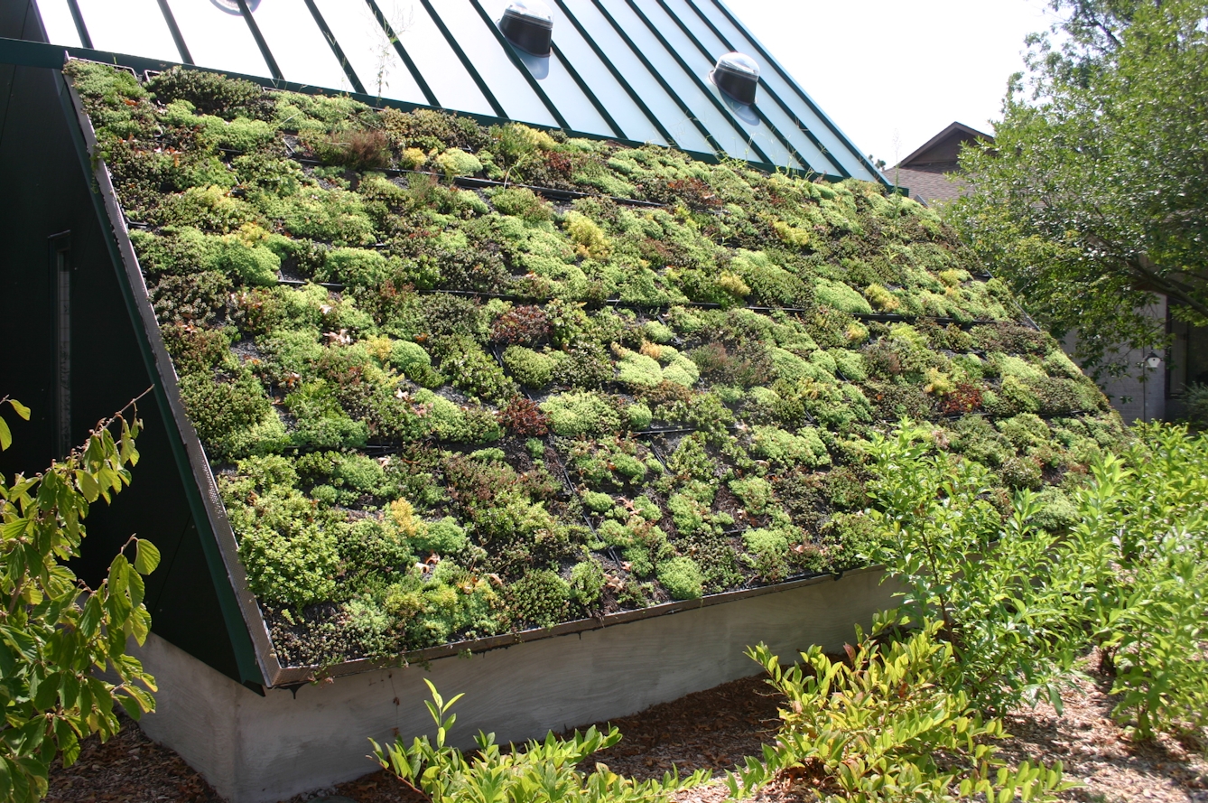 Colour photograph of a sloping roof covered with plants to form a "green roof".