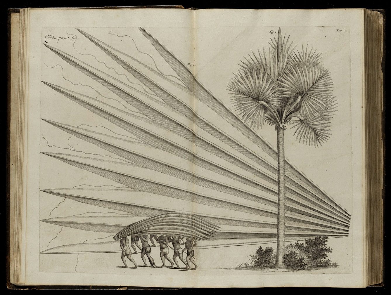 A photograph of a book opened onto a black and white engraving of a plant, which fills the entire double-page spread.