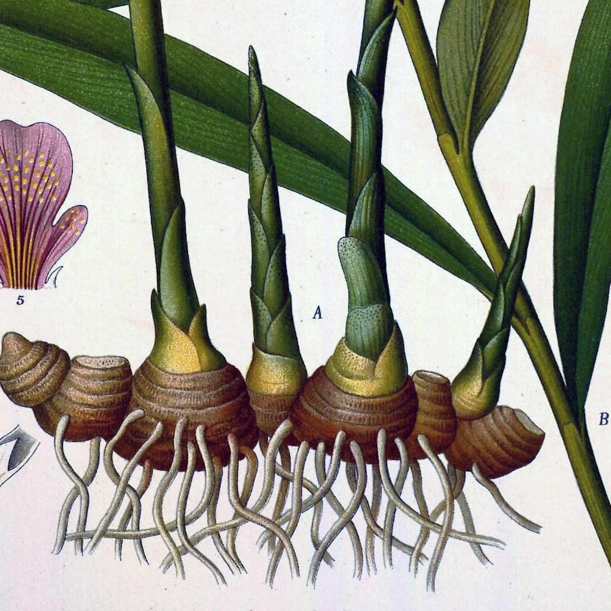 Illustration of Zingiber officinale Roscoe (ginger plant)