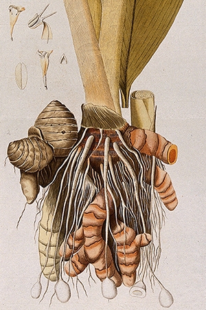 Turmeric (Curcuma longa L.): rhizome with flowering stem and separate leaf and floral segments. Coloured engraving after F. von Scheidl, 1776.