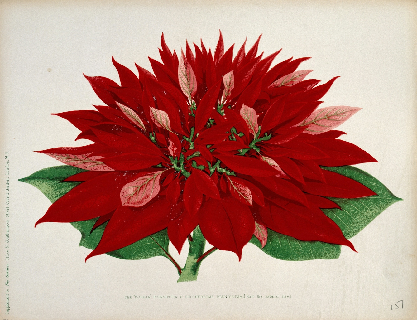 Illustration of a double flowered poinsettia