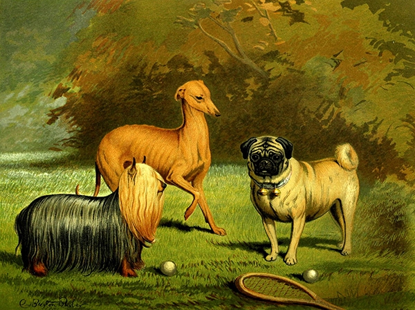 A pug, a yorkshire terrier and an Italian greyhound