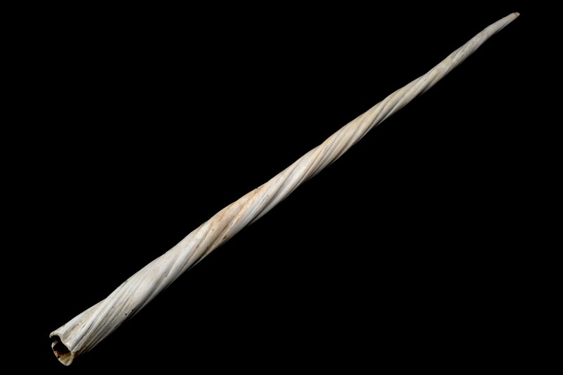 Photo of white narwhal tusk filling the image on a background