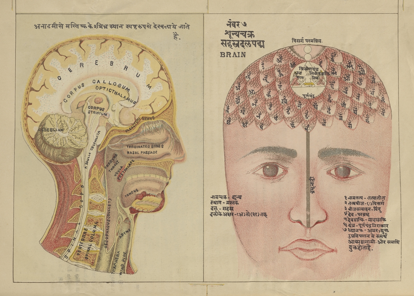 This colour illustration juxtaposes the yogic and the medical/anatomical view of the brain.