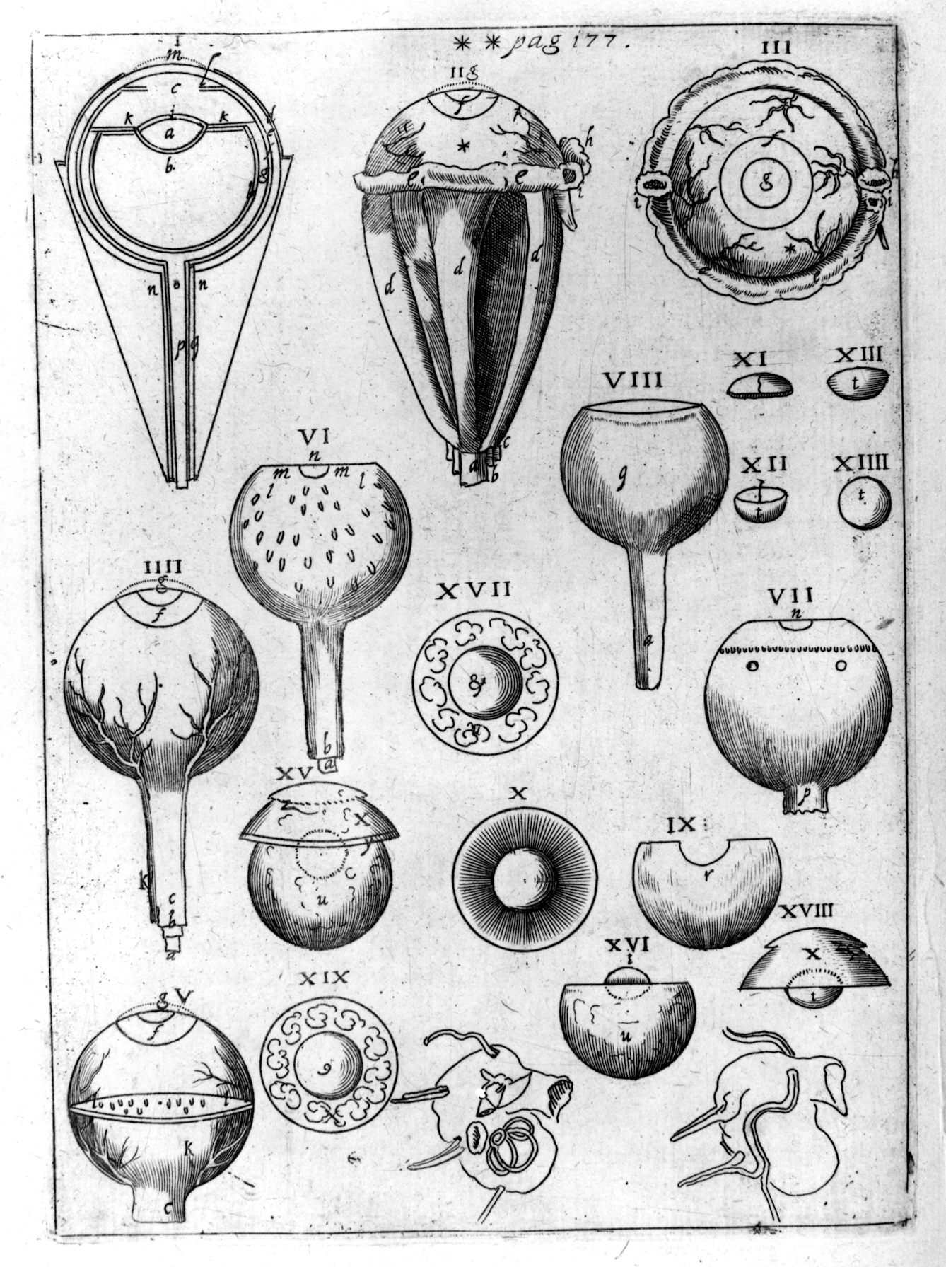 Plate from Johannes Kepler's Ad Vitellionem Paralipomena, quibus Astronomiae Pars Optica (1604), illustrating the structure of eyes.