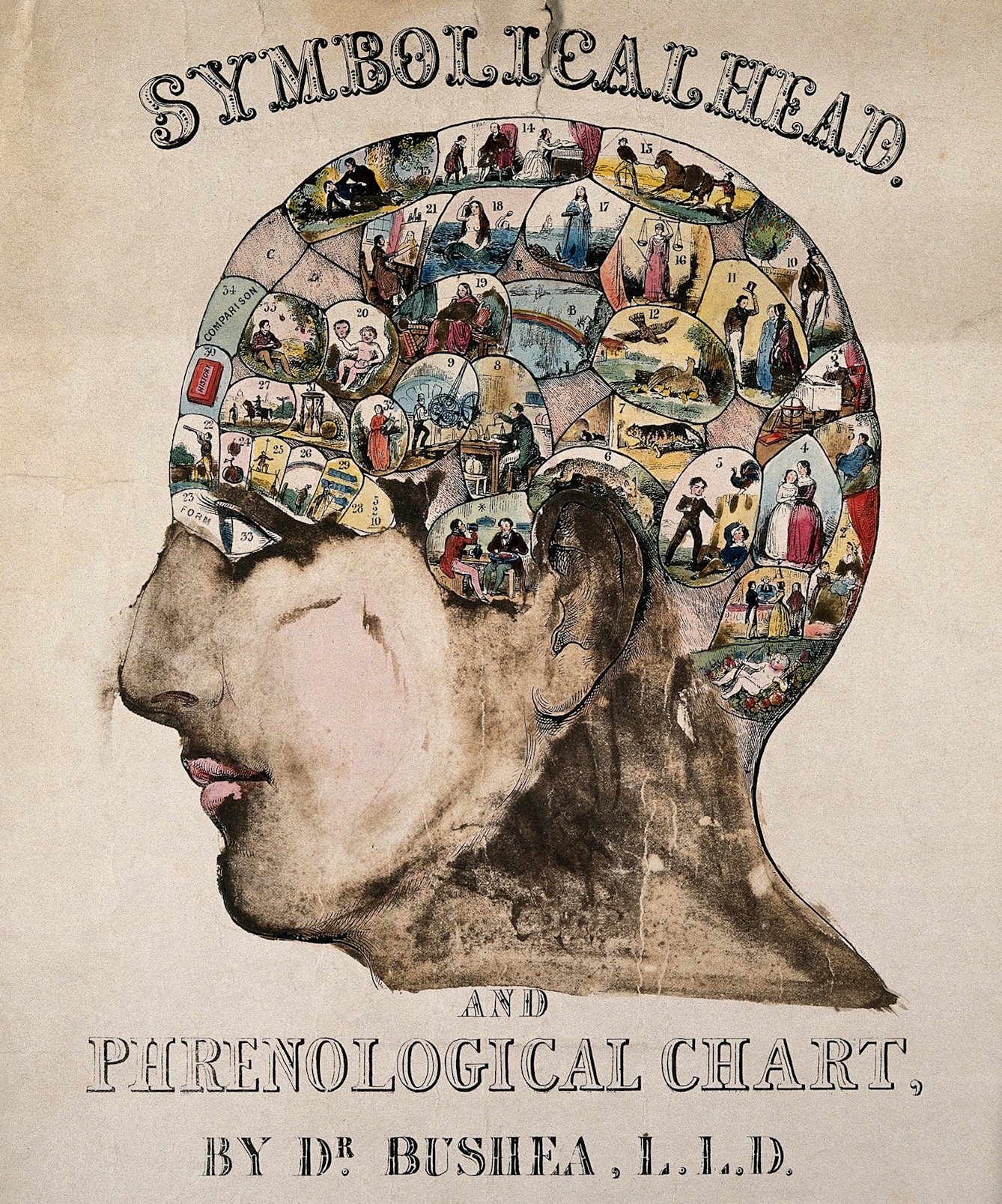 Coloured wood engraving showing the side profile of a human head with 30 different images inside.
