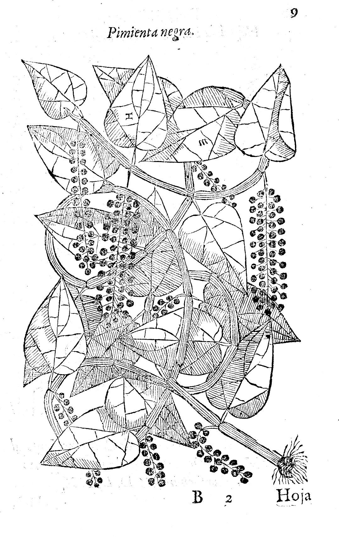 The pimienta negra plant as depicted in a 16th century woodcut.