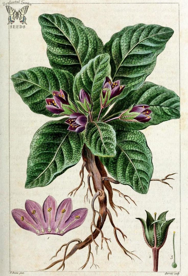 mandragora officinalis (mandrake)
