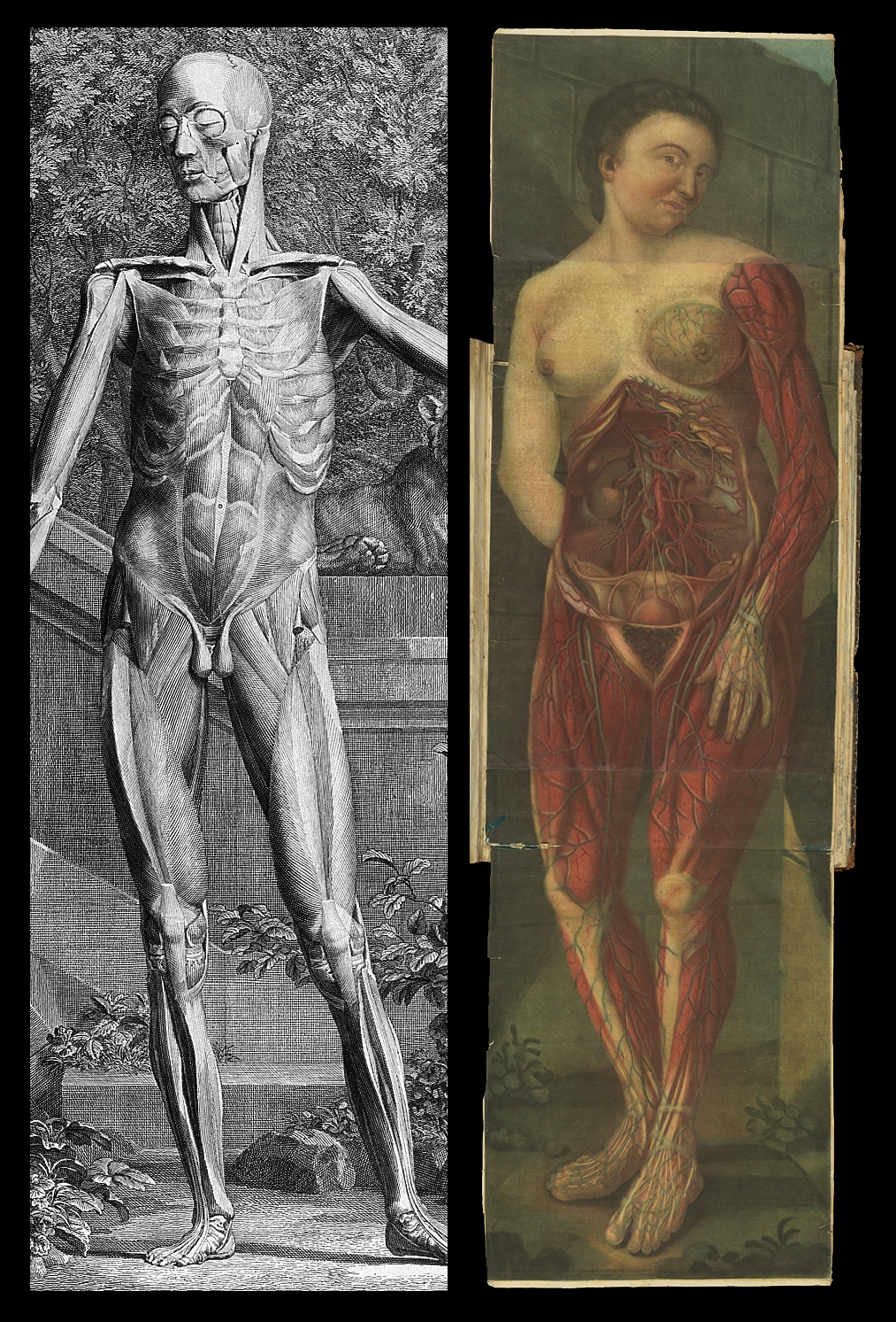 On the left, a black and white engraving of a man. On the right, a colour engraving of a woman.