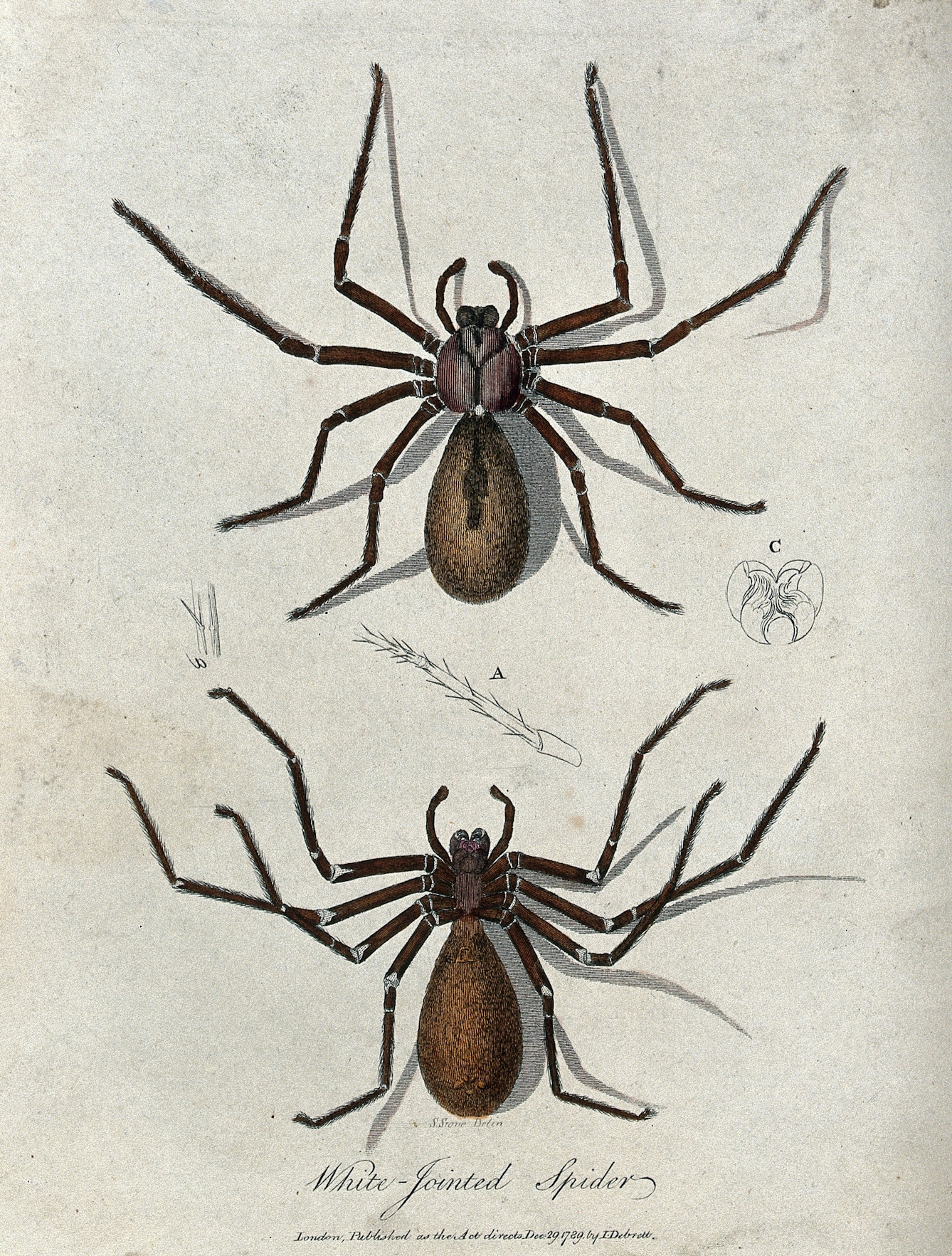 Illustration of a white jointed spider