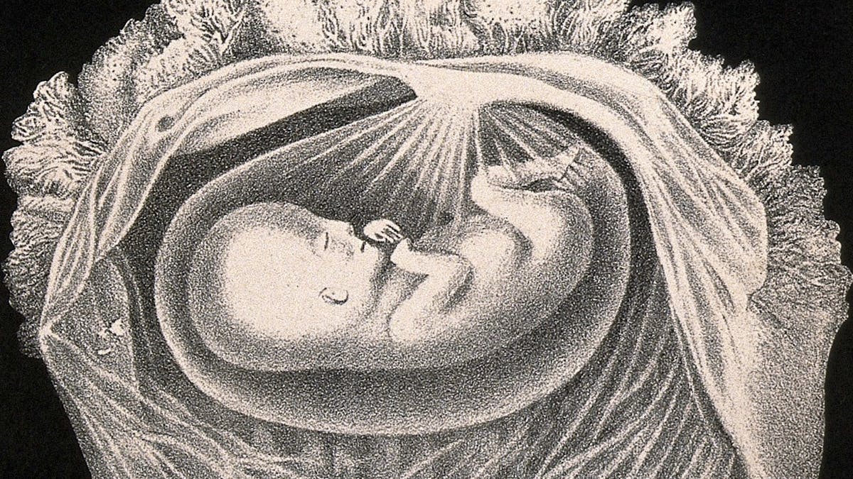 Black and white illustration of a human foetus at 12 weeks.