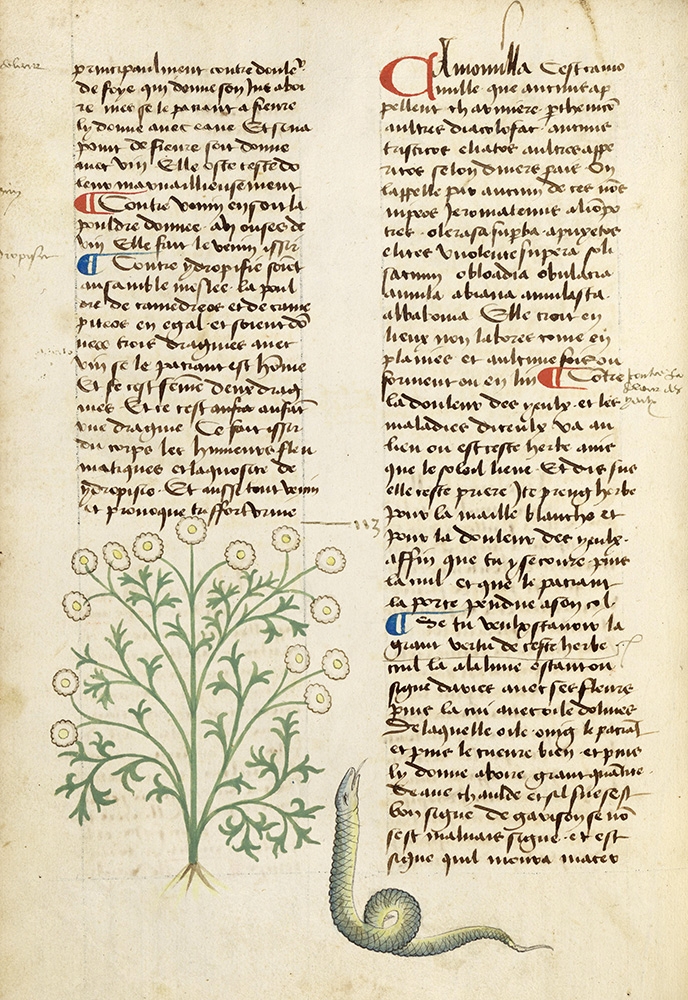 Medieval herbal entry for chamomile