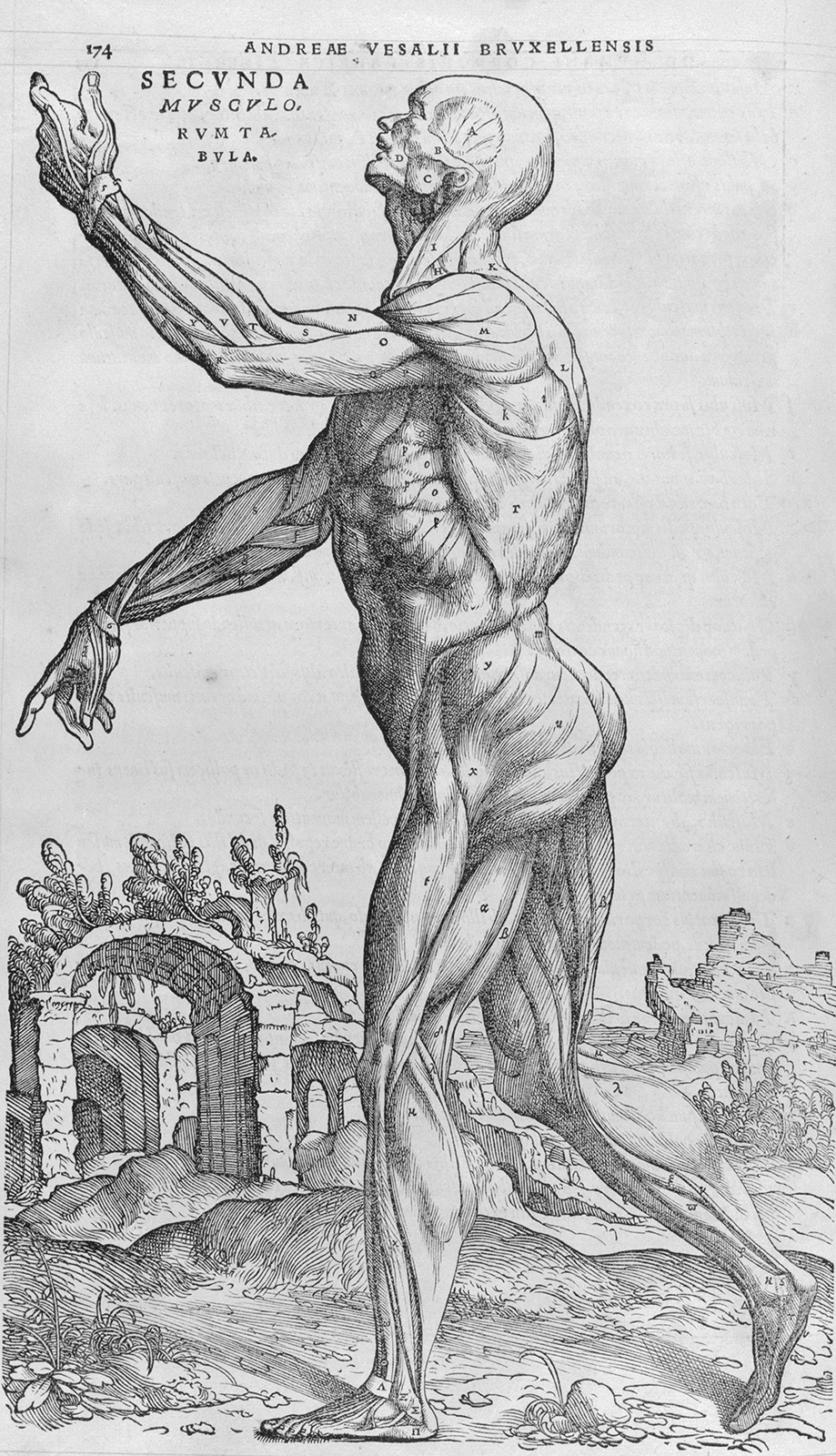 A page from De humani corporis fabrica by Andreas Vesalius (1534)