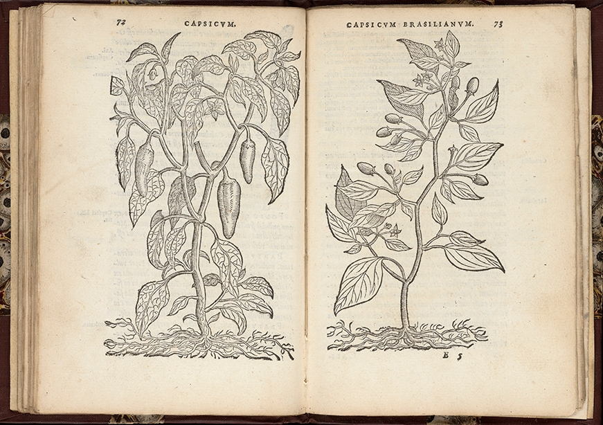 16th century capiscum illustration
