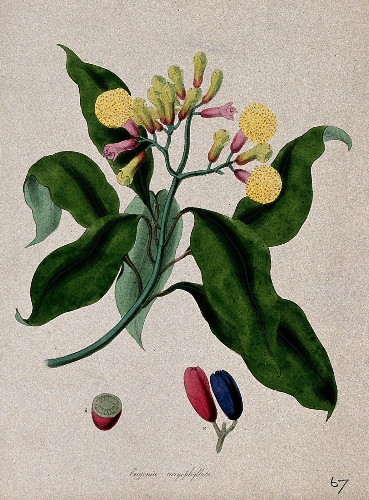 Colour drawing of a flowering branch of a clove tree, with a fruit in close up and cut in half at the bottom. The flowers are pink and yellow, whicle the fruits are dark pink and purple.