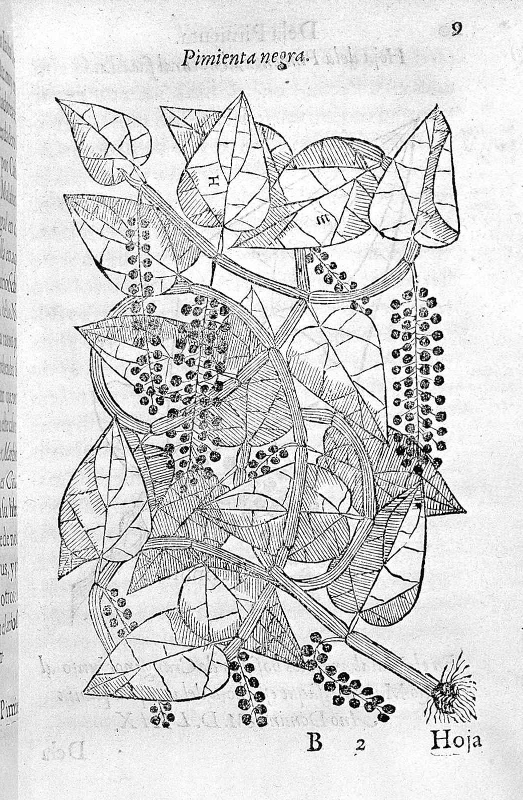 Photograph of a single page from a book showing a page-size, black and white engraving of a plant.