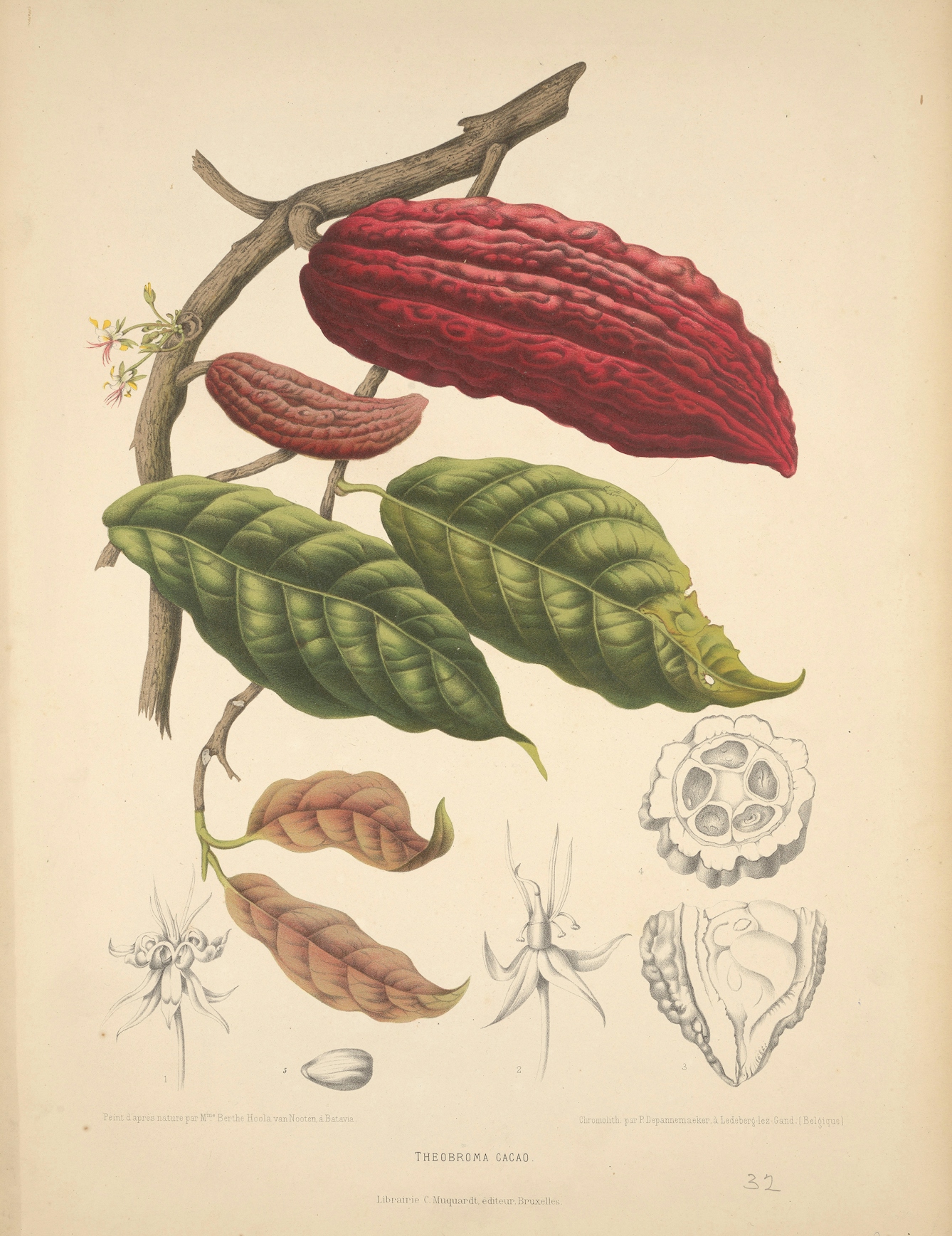 Cacao (Theobroma cacao L.): fruiting and flowering branch with separate numbered sections of flowers, fruit and seed, c.1885
