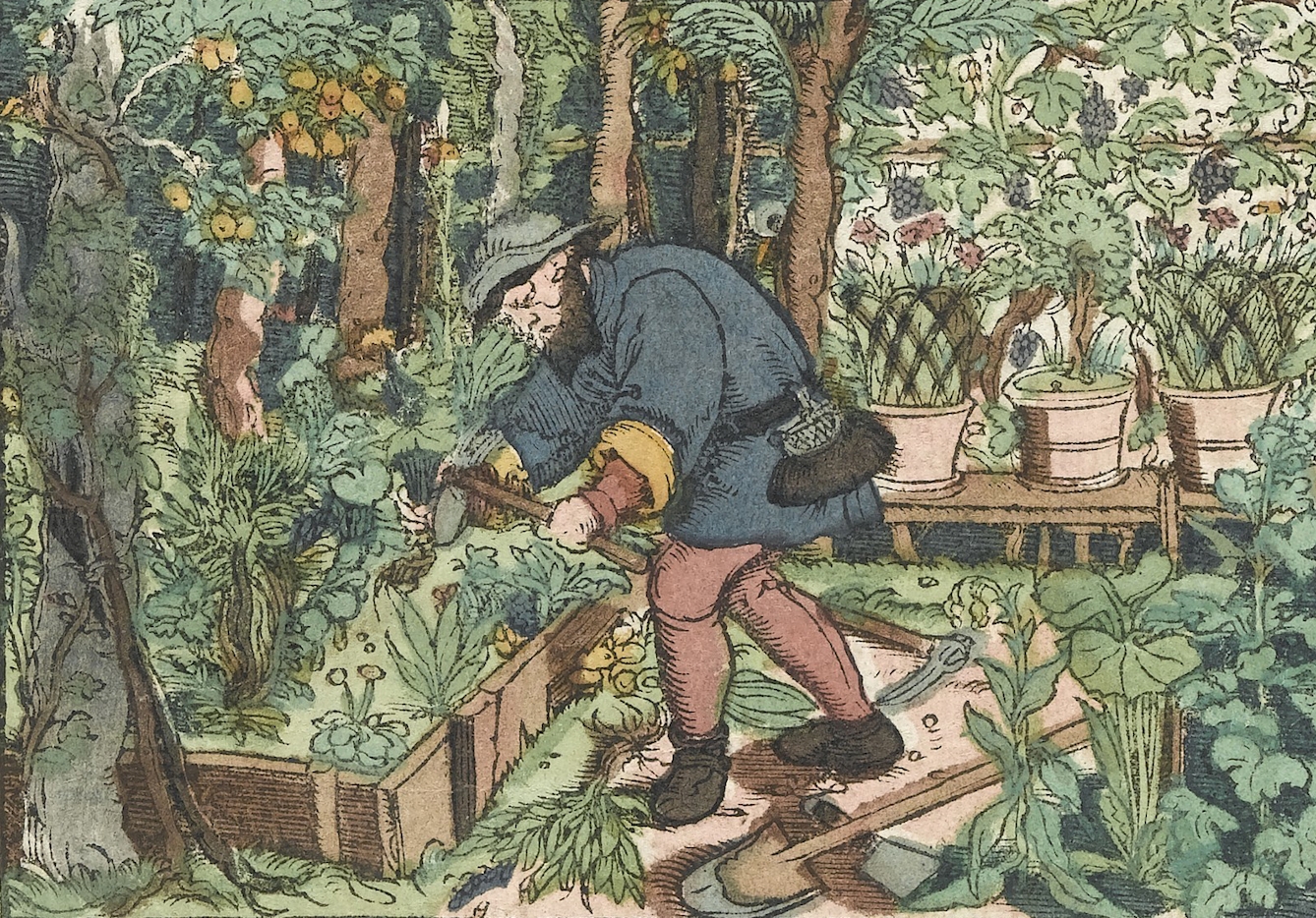 Man working in a herb garden