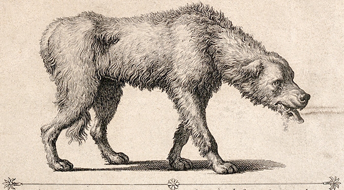 A rabid dog on a French notice about rabies