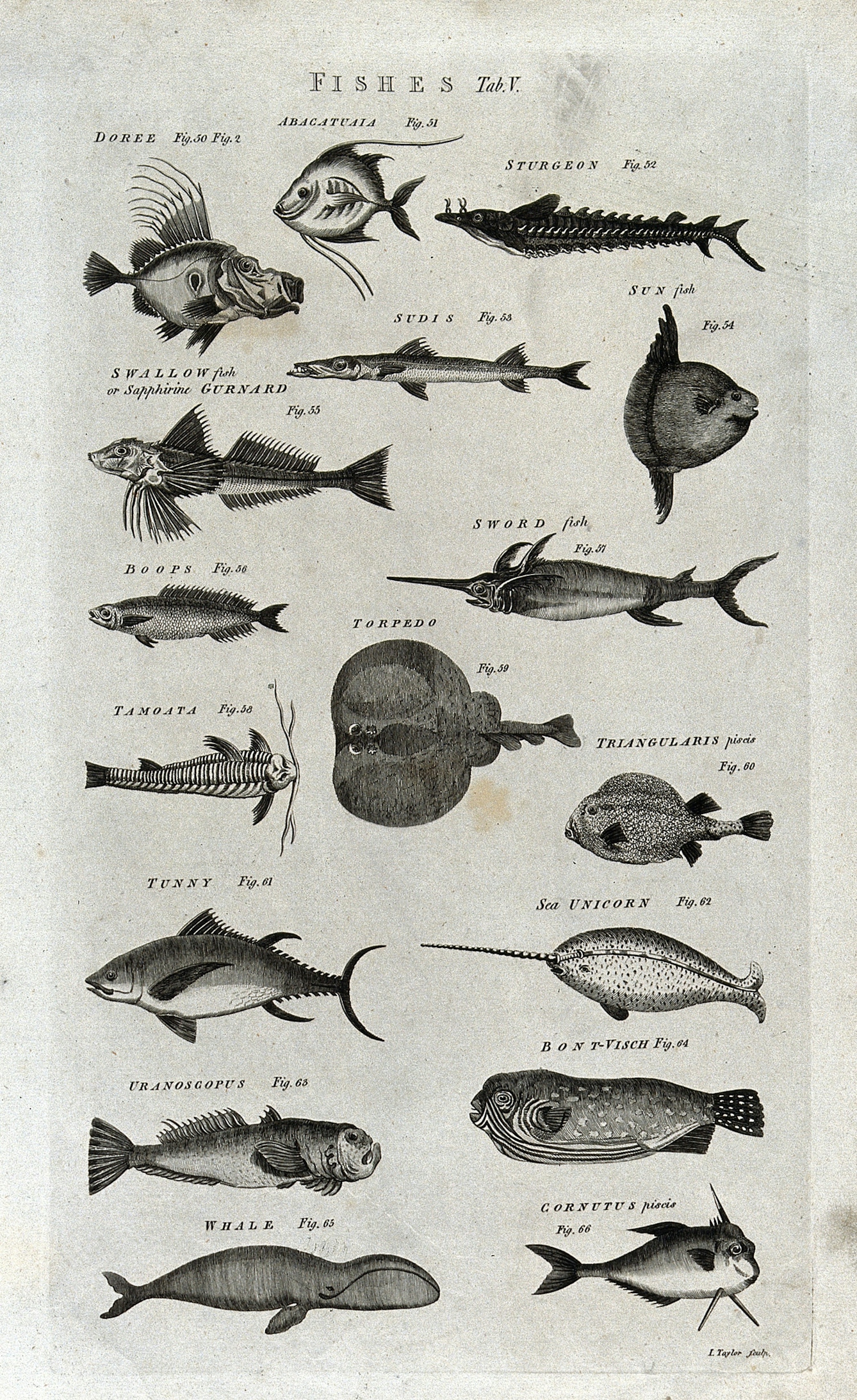 Seventeen fishes; including a sturgeon, sword fish, narwhal and whale. Engraving by I. Taylor.