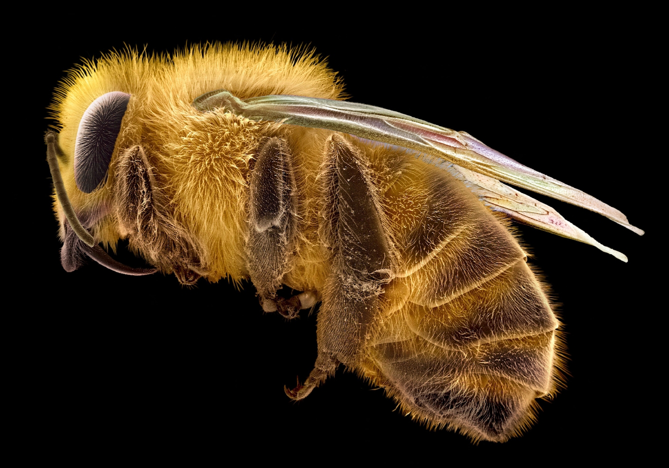 False-coloured scanning electron micrograph of a honeybee. The bee has a hairy thorax and segmented abdomen, a pair of double wings and three pairs of segmented legs. 