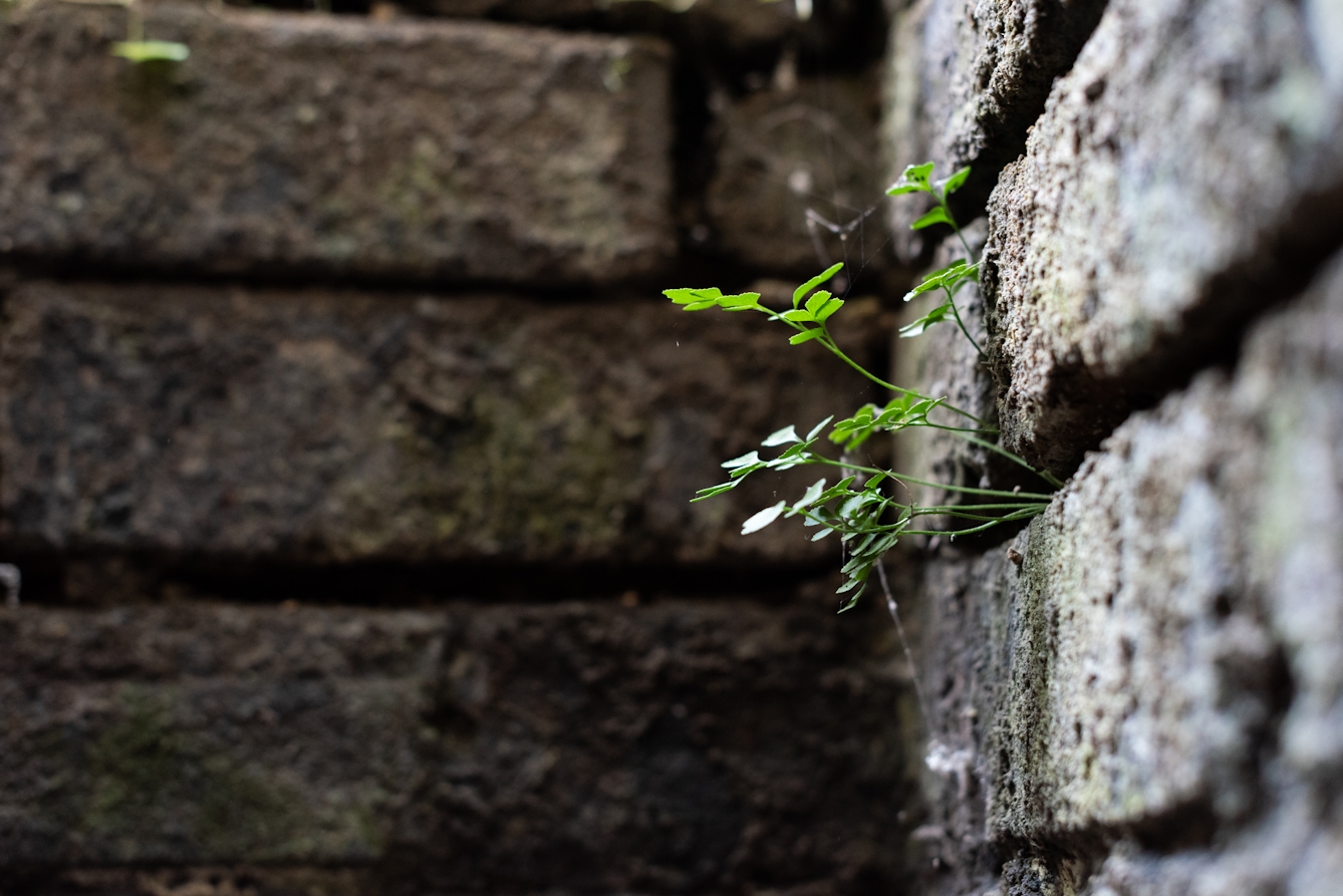 Photograph of a close-up of the corner of a brick wall. The image has a very shallow depth of field. In focus to the right of the frame are a series of long green sprouting stems with green leaves at the end, facing upwards towards the light. Out of focus and in the background, the web of a spider can just be seen.