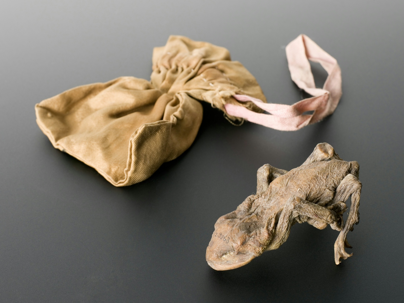 A silk purse-like bag with a faded pink draw-ribbon; next to it the desiccated corpse of a frog with a five-figure number faintly stamped on its forehead