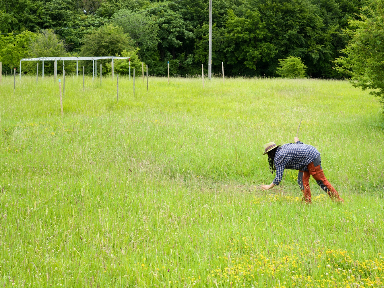 Colour photograph of a young woman wearing a brimmed hat, checked shirt and red trousers lunging forwards in a wild grassland meadow. She is holding a long bamboo stick. Her left hand is reaching out as if about to grasp a plant or an insect. Behind her in the distance is a tree lined border with a series of man made metal and wooden framed structures.