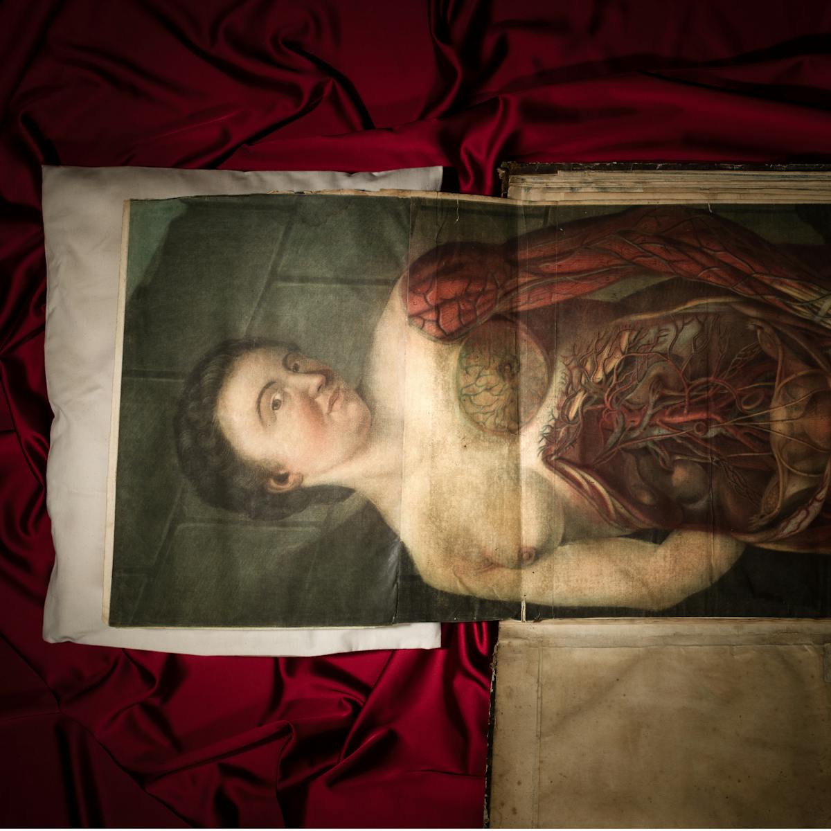 Colour photograph of an anatomy manuscript engraved by Gautier D'Agoty. The manuscript has been folded out from its book, and the head of the female body depicted rests upon a cushion. Underneath the manuscript is a rumpled, vivid red satin fabric.