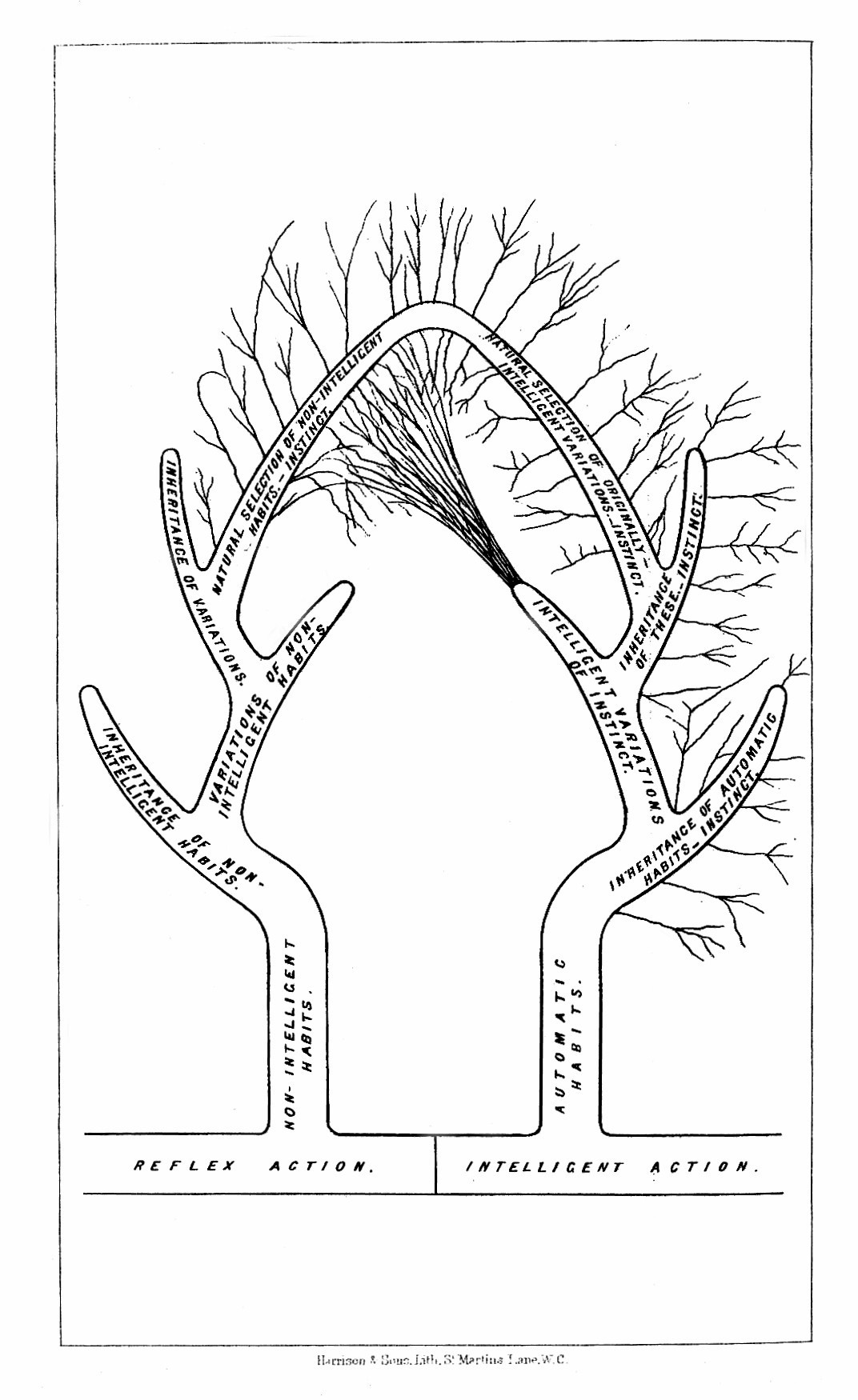 Black and white drawing of two trees labelled with "reflex action" and "intelligent action" with some branches from intelligent action growing towards reflex action.