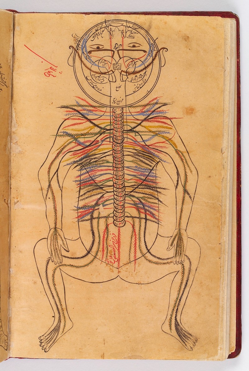 Image of Avicenna anatomy