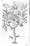 Photograph of a single page from a book showing a page-size, black and white engraving of a plant.