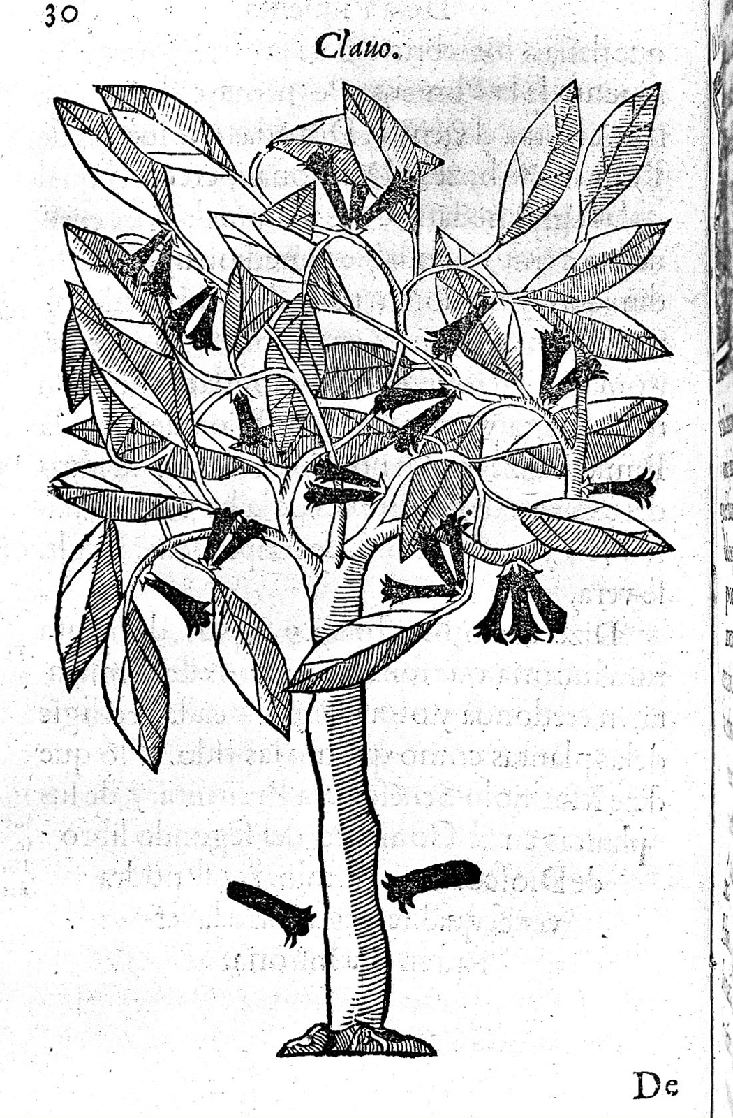 Photograph of a single page from a book showing a page-size, black and white engraving of a plant.