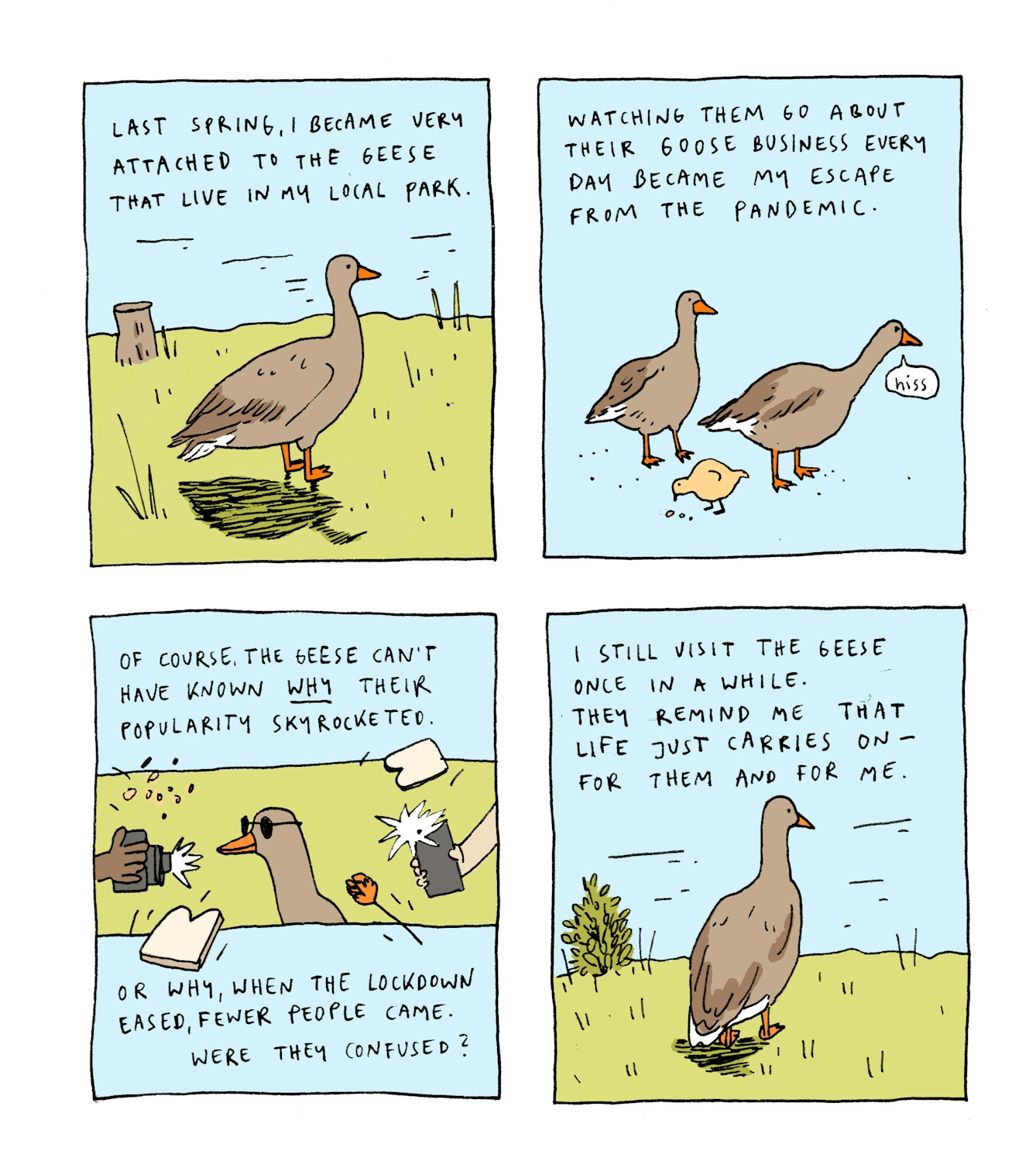 First panel
Text: Last spring I became very attached to the geese that live in my local park.
The drawing shows a greylag goose standing on some grass with water in the background.
Second panel
Text: Watching them go about their goose business every day became my escape from the pandemic.
A whole goose family is shown; a gosling is eating crumbs and one of the adult geese is HISSING.
Third panel
Text: Of course the geese can’t have known WHY their popularity skyrocketed. Or why, when the lockdown eased, fewer people came. Were they confused?
A goose is at the center of the panel, with a range of objects being thrown at it - bread, seeds, a flower. Phones and cameras are flashing. Wearing sunglasses, the goose looks smug - enjoying its celebrity status.
Fourth panel
Text: I still go and see the geese once in a while. They remind me that life just carries on, for them and for me.
A goose is again standing in a park. This time its back is turned to the observer, looking out at the water.