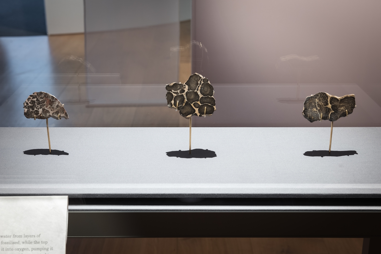 Colour photograph showing three small gold and brown tree-shaped objects standing up next to each other. The objects are in a glass box. On the right is the edge of a white sign with writing on it.  