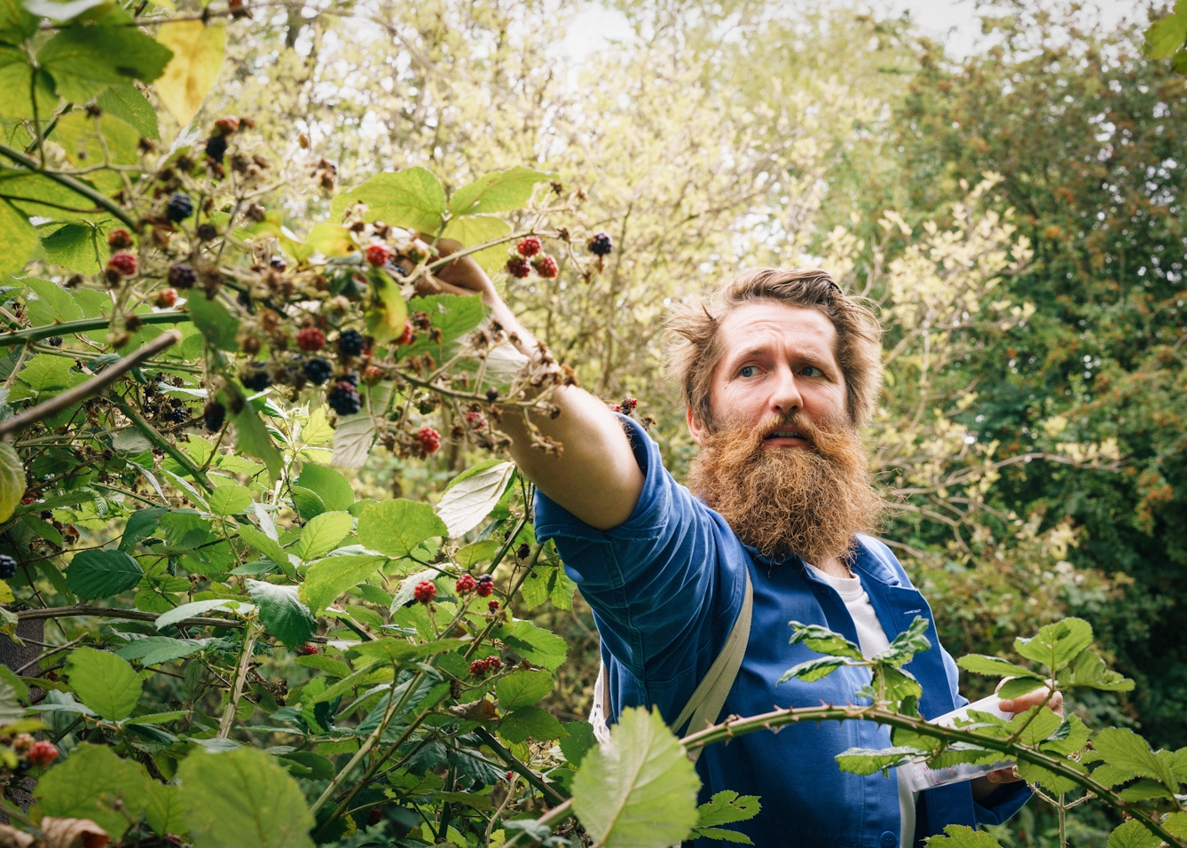 Photograph of a bearded man wearing a white t-shirt and unbuttoned blue shirt, reaching out to pick blackberries from a bush. He is surrounded by the greenery of the bushes and leaves of the trees.